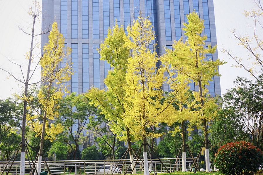 mmexport1511507867571.jpg